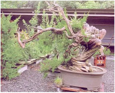 «Хирю» 
Источник:  http://wbffbonsai.com/Info/ShimpakuJuniper.pdf
