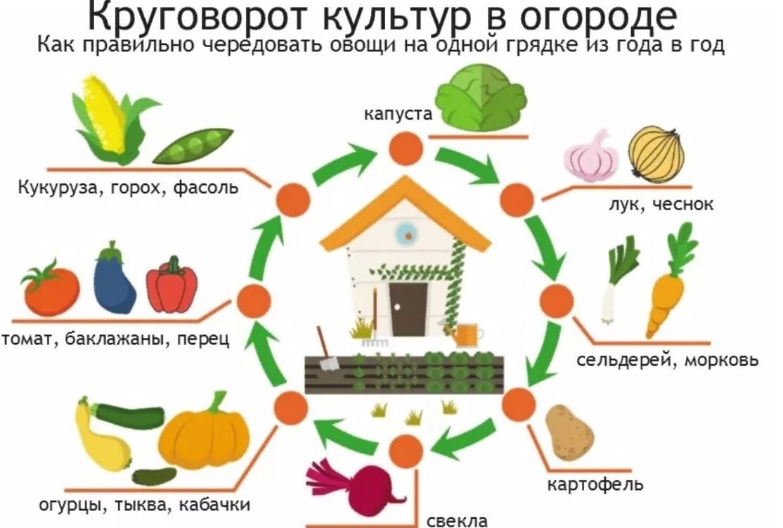 Схема севооборота овощных культур на дачном участке таблица