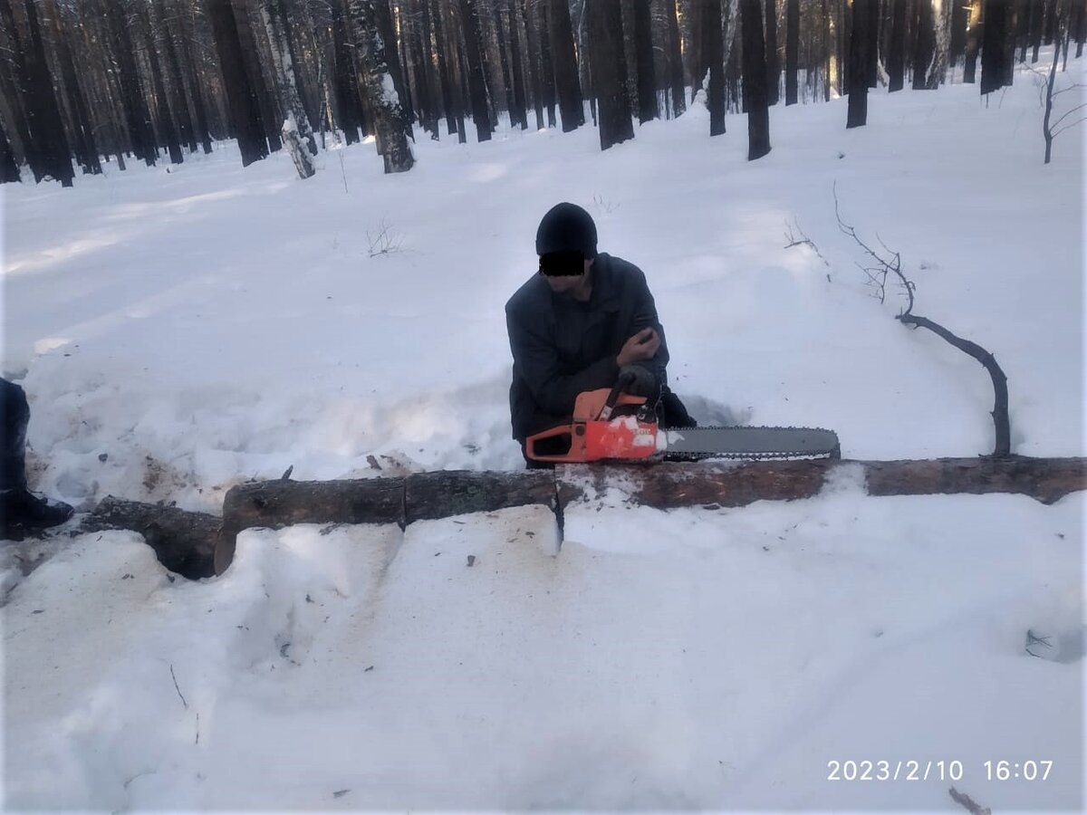 На месте совершения незаконной рубки лесные инспекторы задержали жителя села Лебяжье с бензопилой.