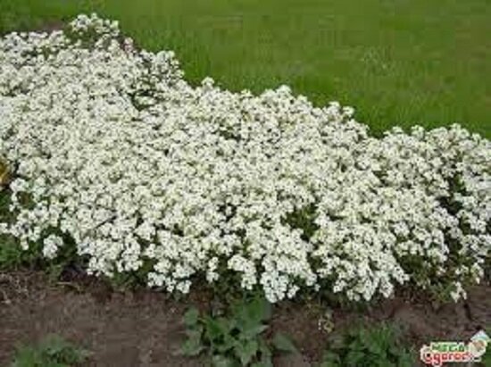 фото из интернета АЛИССУМ