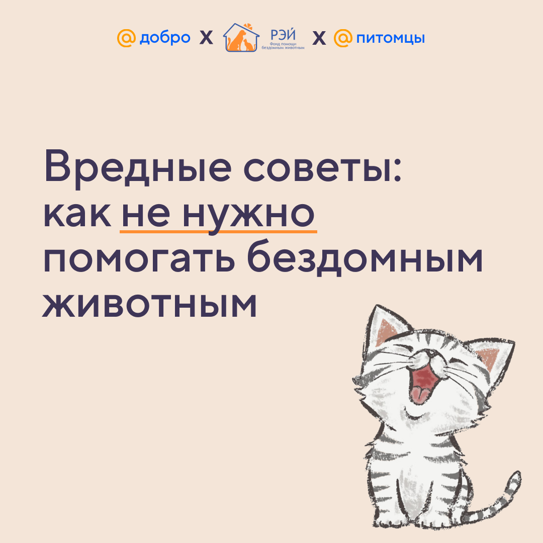 Вредные советы: как не нужно помогать бездомным животным