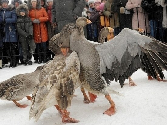 ФОТО МУЗЕЯ ЗАПОВЕДНИКА