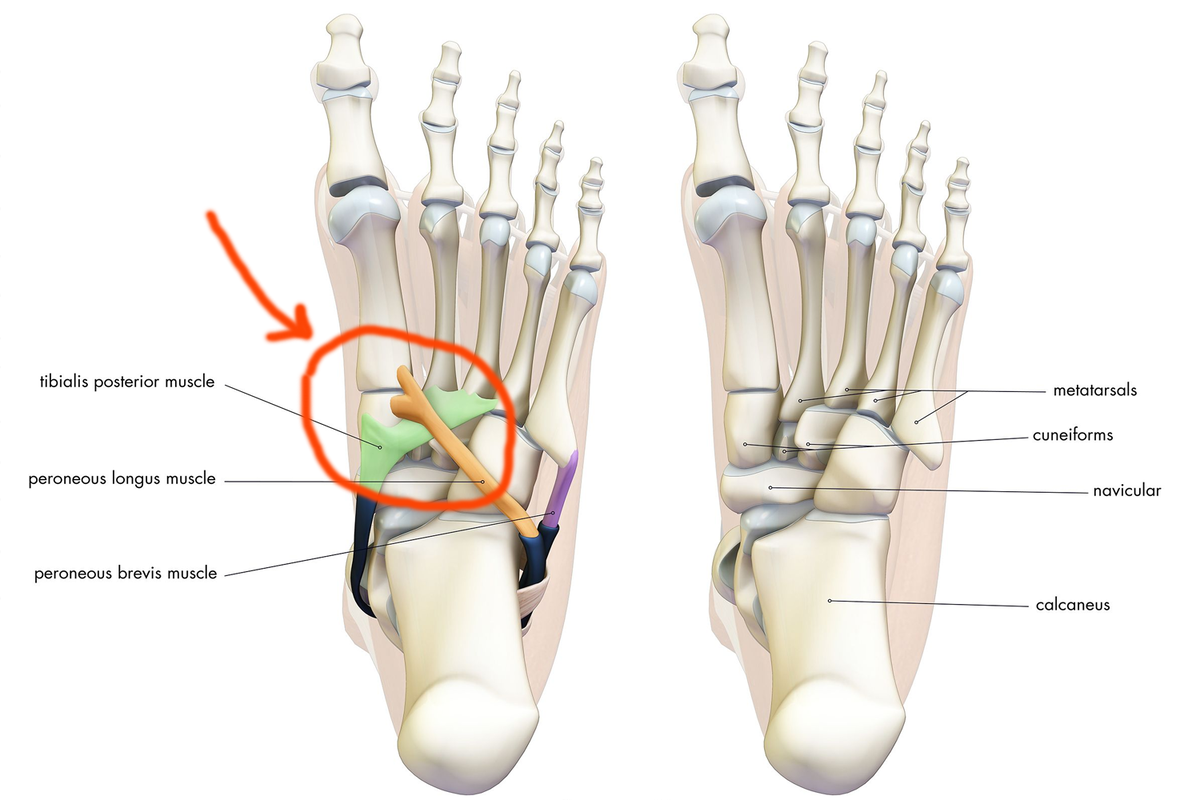 Передняя большеберцовая мышца крепление. Связки свода стопы анатомия. Крепление задней большеберцовой мышцы. Сухожилие задней большеберцовой мышцы стопы.