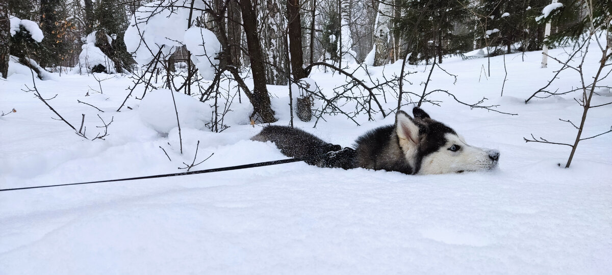 Хаски по имени Мани