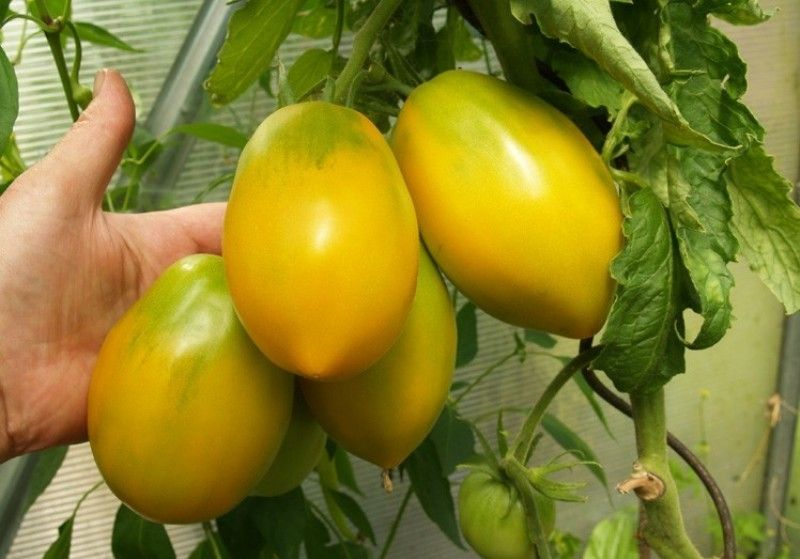 Удачные помидоры, сладкие, мясистые, сочные для теплиц и открытого ...