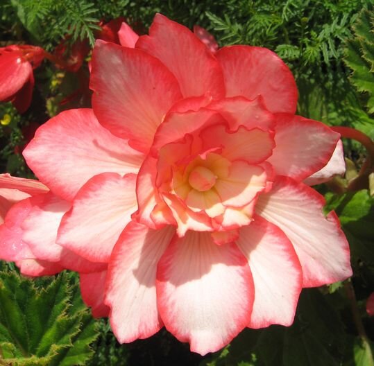 Бегония клубневая - фото из моего сада, на фото логотип моего сайта о растениях http://chelsad.ru/index.php/moj-opyt/398-begoniya-ocharovatelnaya-krasavitsa-dlya-tsvetnika-v-poluteni