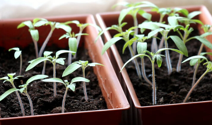 Уход за рассадой томатов