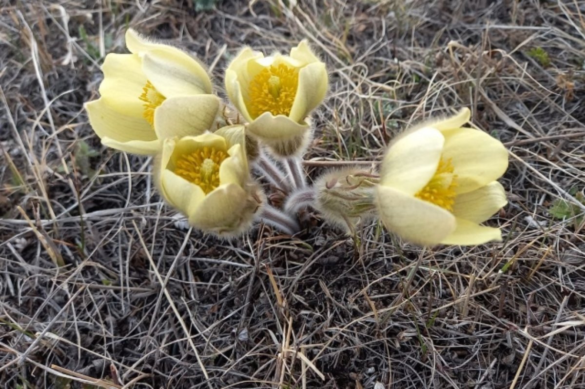    В Петербурге заметили первые подснежники