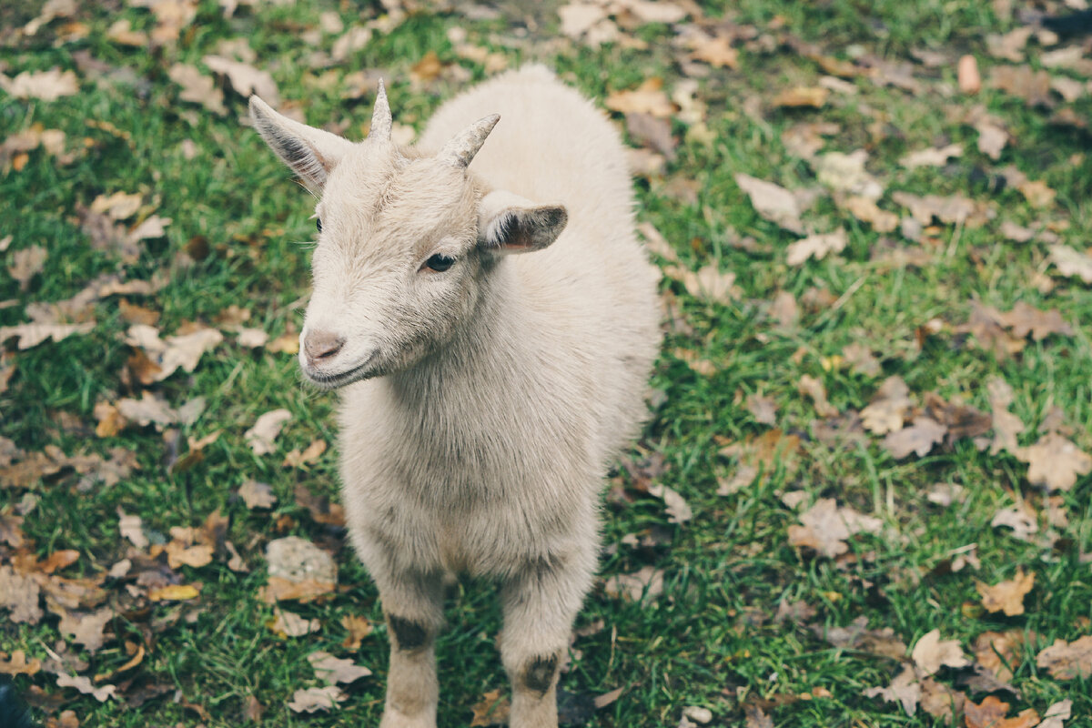 Рога ягненка