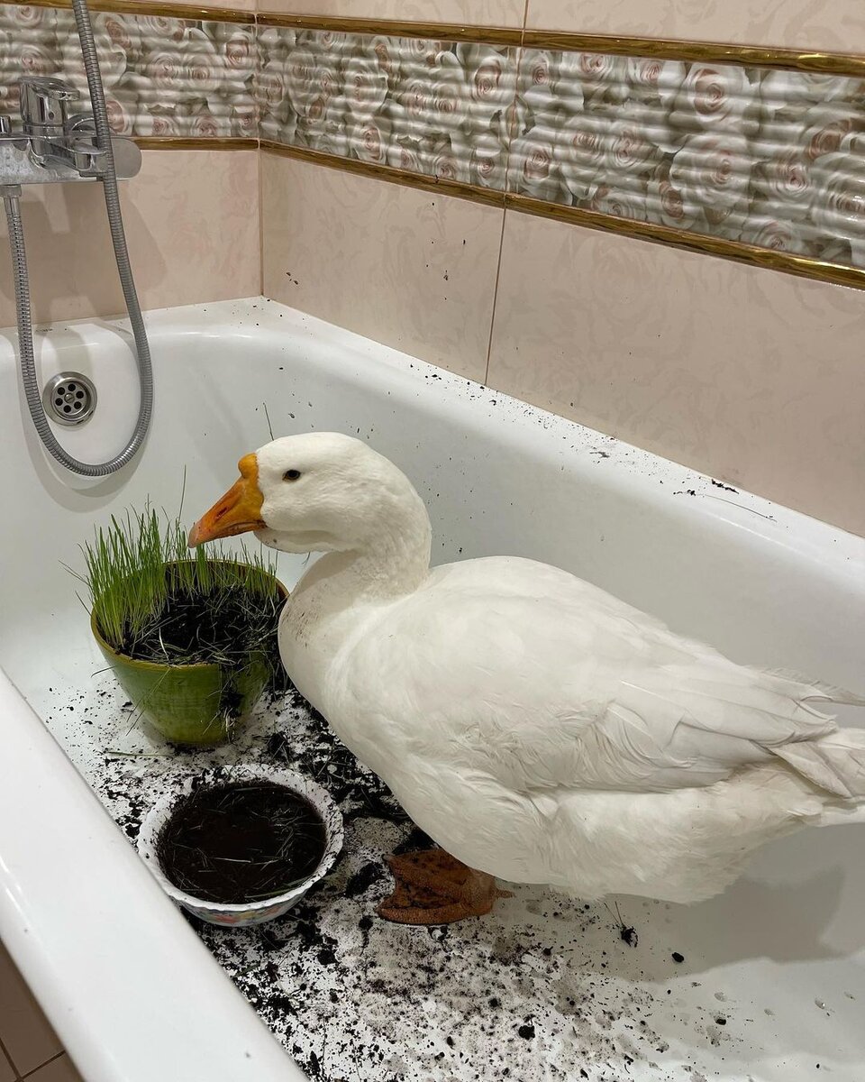 фото: cтраница Блинчика в VK