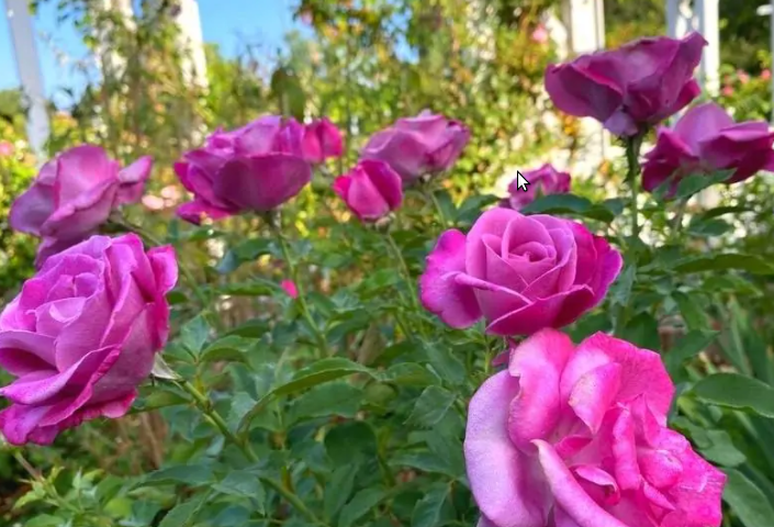 Фото Gardening Chores