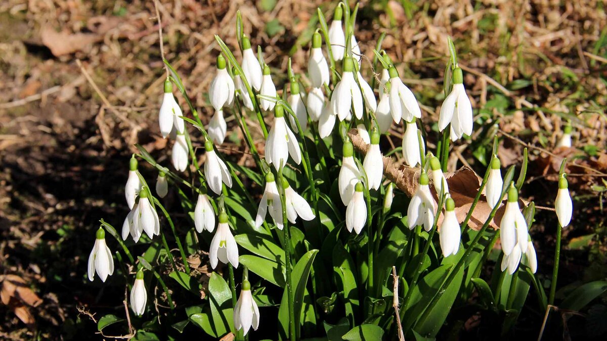    Первоцветы внесены в Красную книгу как исчезающие виды — срывать их запрещено.Фото: vk.com/npsochi1983
