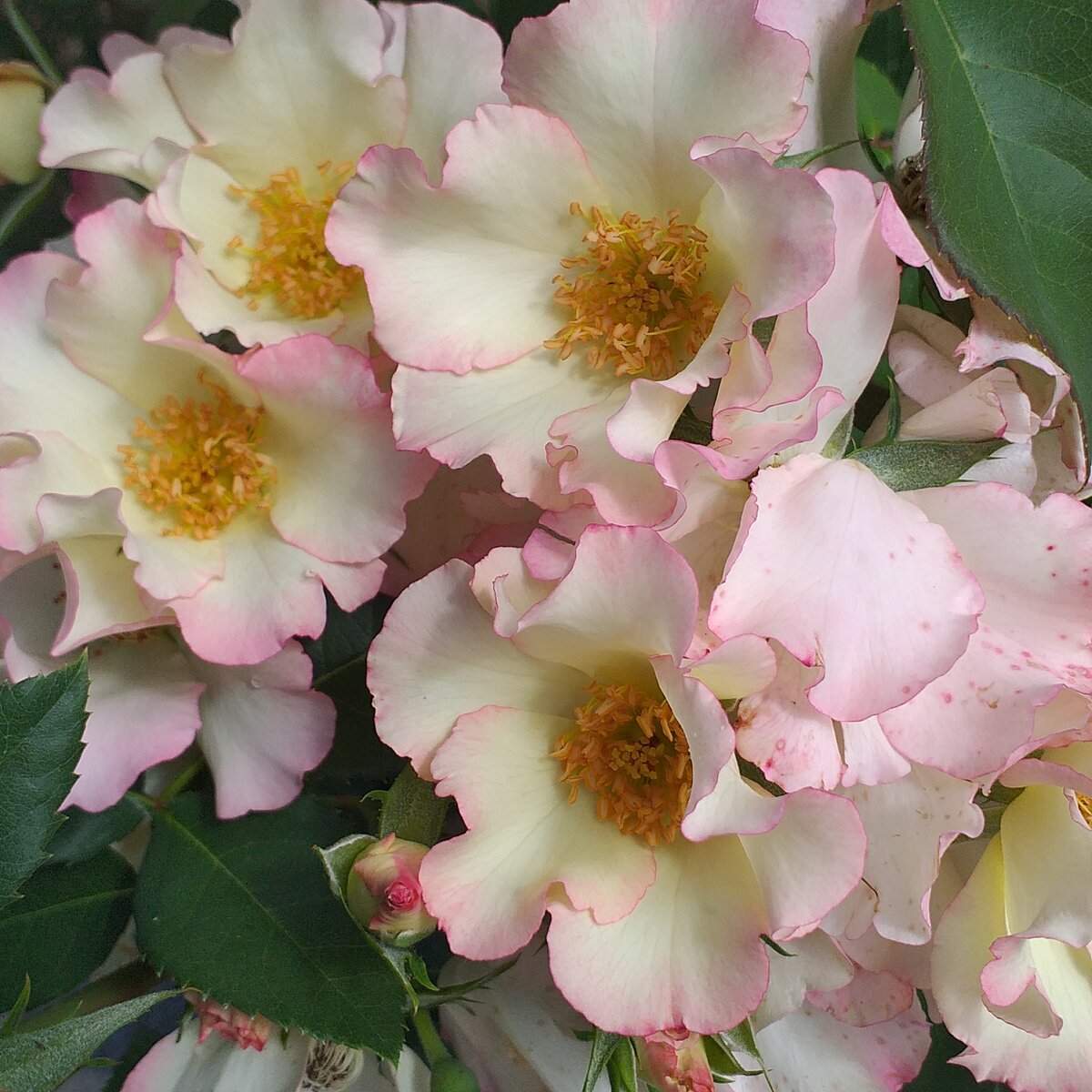 Мускусные розы – сладкие грезы | Блог интернет-магазина Подворье