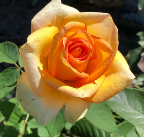 Фото Betty Burks