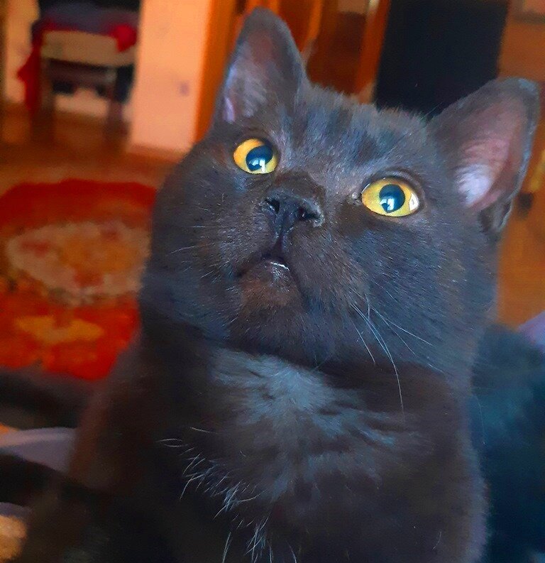 Наш Памперсик