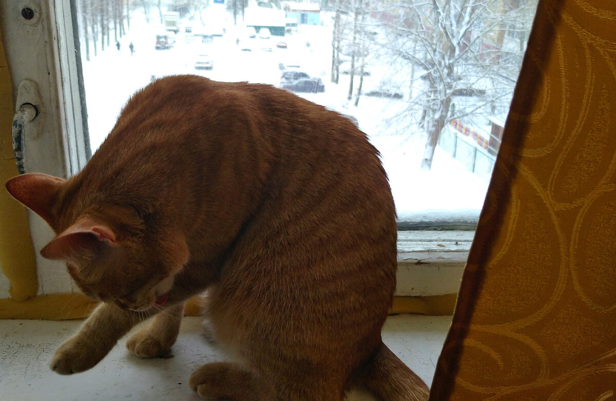 Личное  фото. 