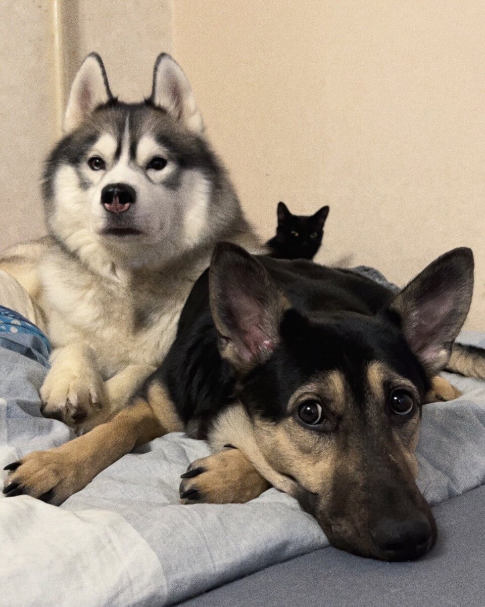 Хаски Ричард, красовчарка Габи и кошка Фиби