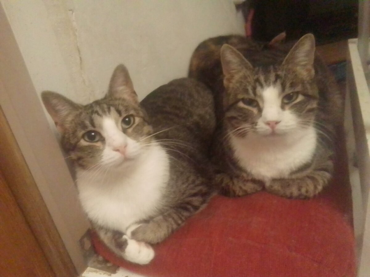 Фото автора. Шурик и Юрик.