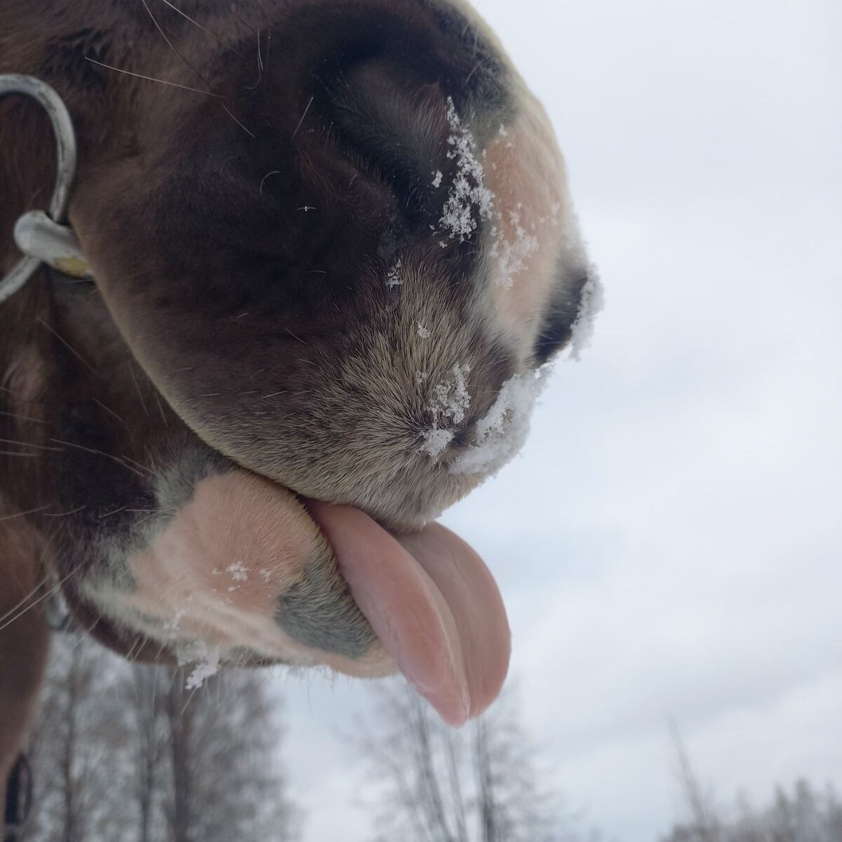 Бонапарт и язык