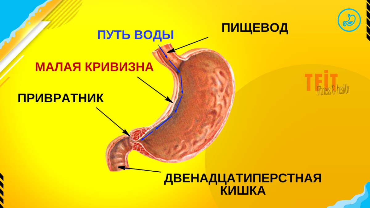 Малая кривизна по которой проходит жидкость