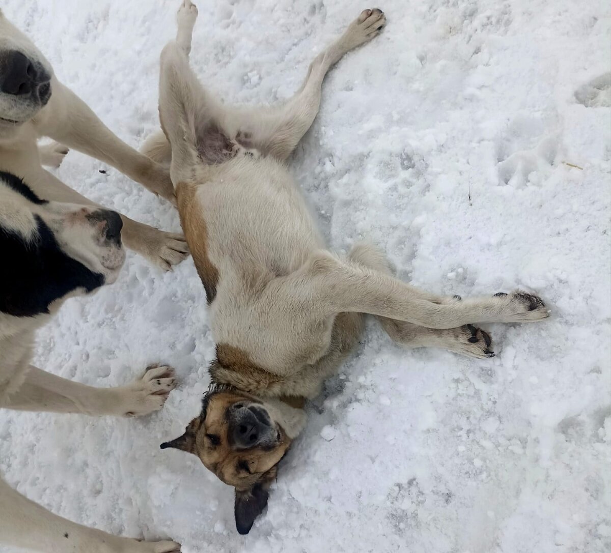 Пират обожает алабаев.