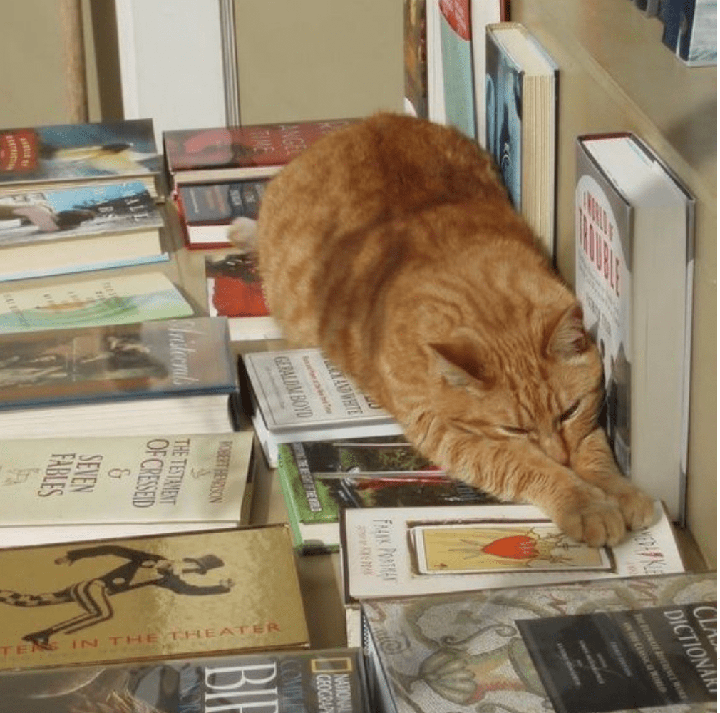 Фото взято из Pinterest. Решила посмотреть как сработает котик на фото в статье:))