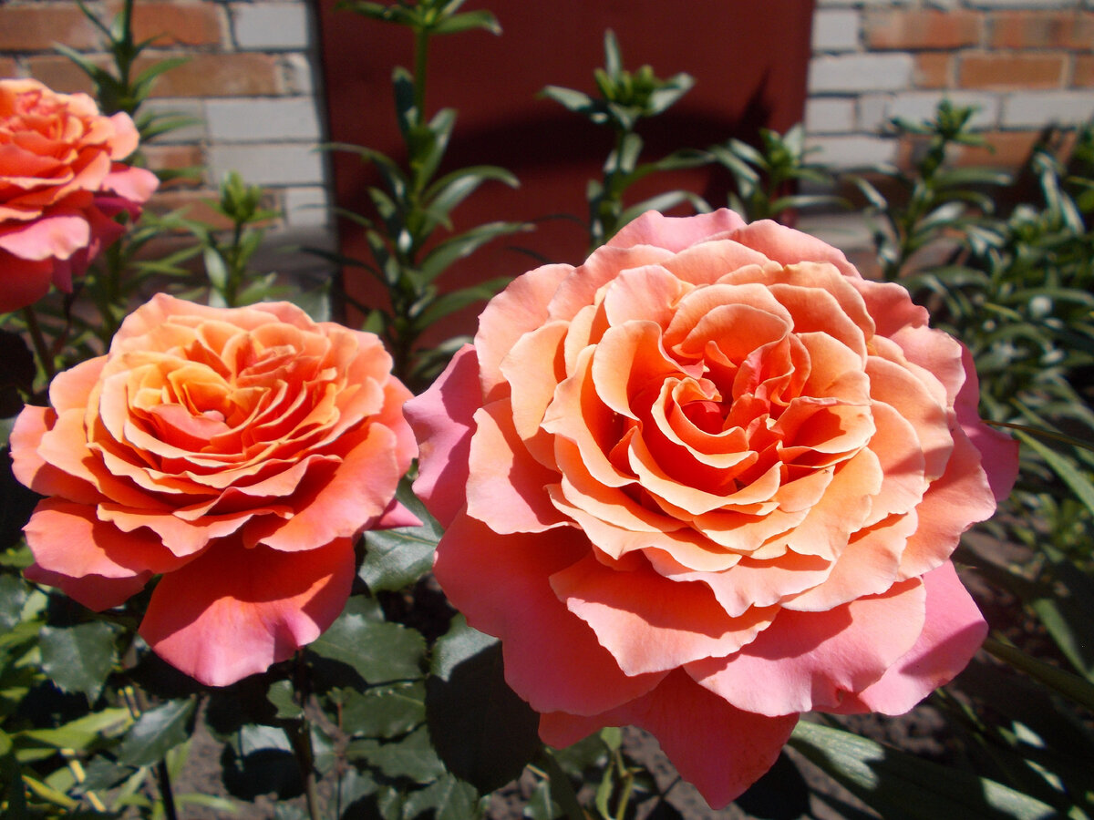 Copper Light /Медные Огни или Медный Свет/