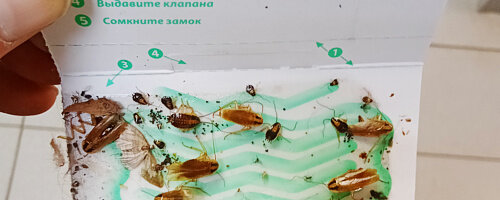 Ловушка от тараканов