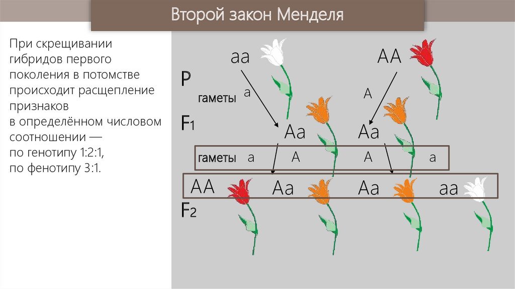 Проявляющийся у гибридов признак мендель назвал. 2 Закон Менделя закон расщепления. Схема скрещивания второго закона Менделя. Второй закон Менделя схема. 2 Закон Грегора Менделя схема.