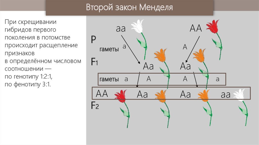 При скрещивании гибридов первого поколения между собой. 2 Закон Менделя закон расщепления. Схема скрещивания второго закона Менделя. Второй закон Менделя схема. 2 Закон Грегора Менделя схема.