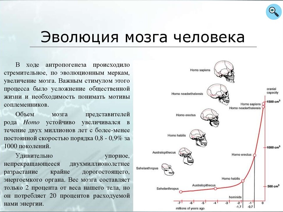 Рост и развитие мозга человека со временем 