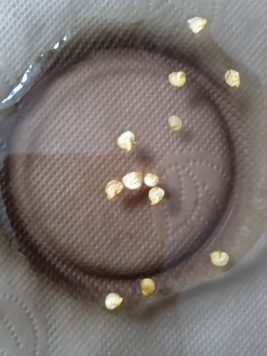 Семена перца. 