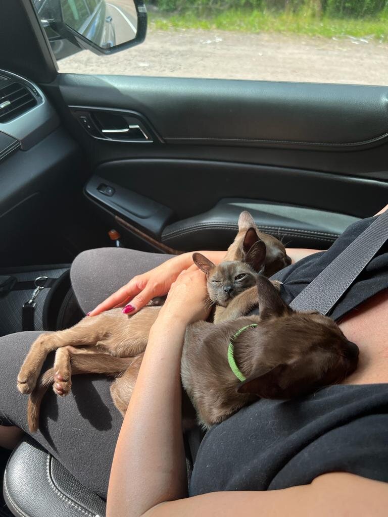 Едем на первую прививку) мужественно и вместе 💪😻👍