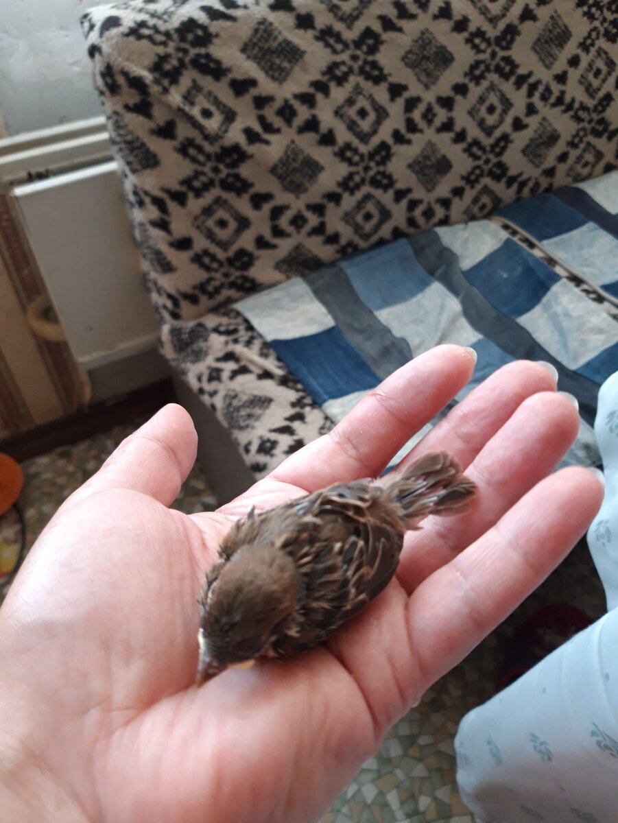 Птенец дома: первый день