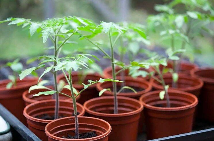 Как и чем обработать семена, смотри в описании канала.