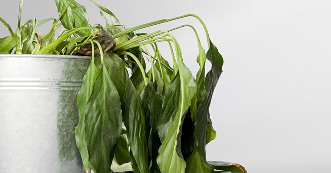 увядшие комнатные растения.