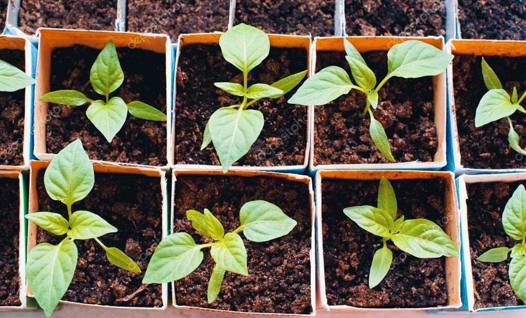 Фотография из открытых источников 