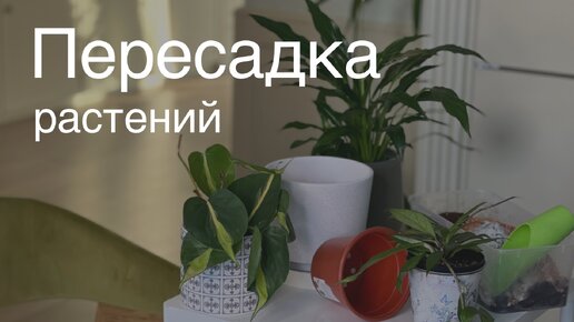 №83. Пересадка растений. Когда это необходимо делать. Условия успешной пересадки.