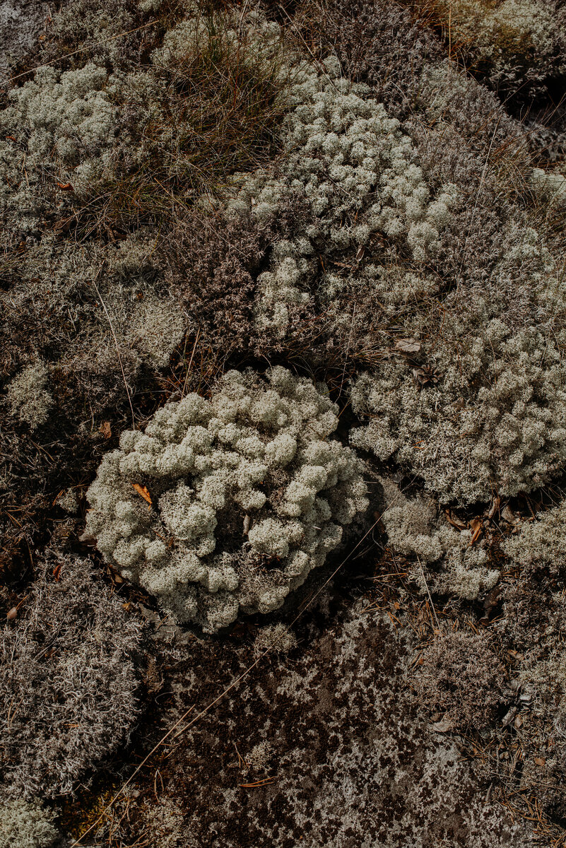 Лишайник Кладония