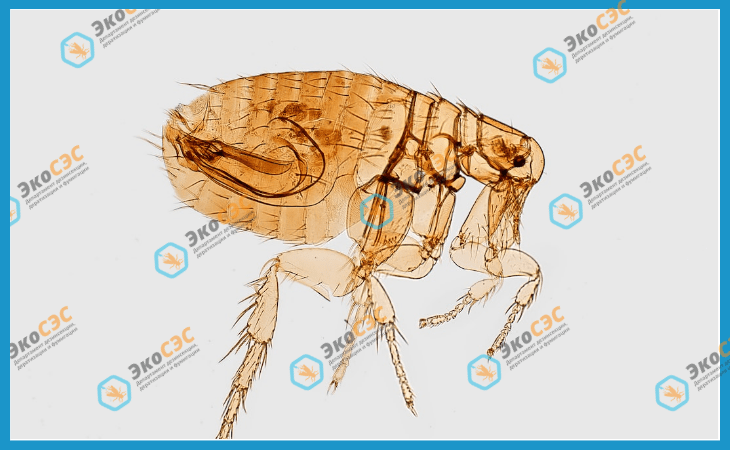 Наша служба дезинфекции, дезинсекции и дератизации Эко СЭС имеет многолетний опыт работы в области уничтожения блох и других вредителей. Мы используем современное оборудование и профессиональные методы, чтобы обеспечить быстрое и эффективное уничтожение вредителей. Свяжитесь с нами, чтобы узнать больше.