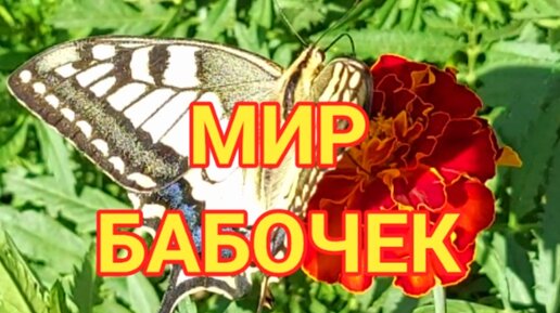 МИР БАБОЧЕК. Красота и разнообразие