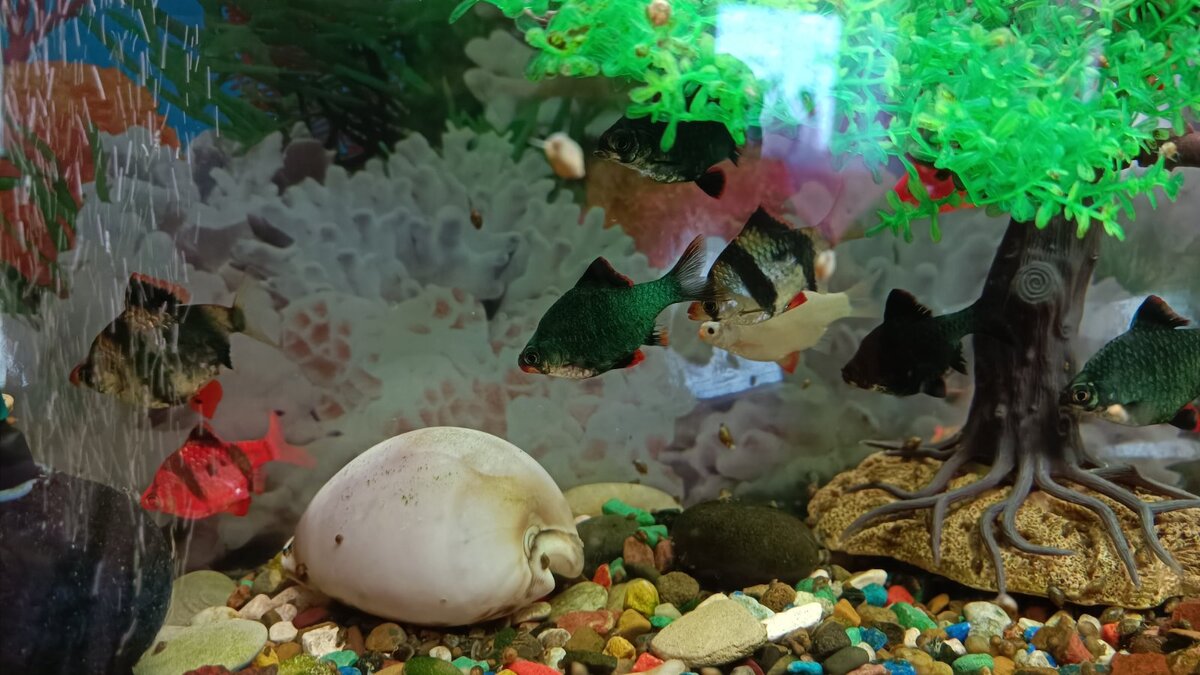 самый обычный снимок самого обычного аквариума.