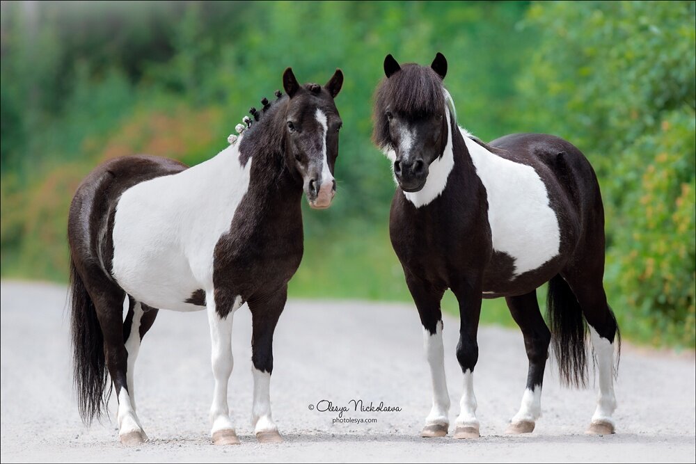 Шетлендские пони, автор фото Олеся Николаева, https://vk.com/nickolaevaphoto