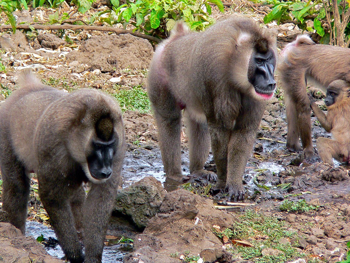 Дрилы очень коммуникабельны — эти обезьяны активно общаются между собой, отчего приматы выдают себя охотникам. 