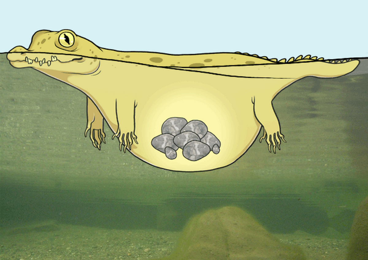 Для чего крокодилы глотают камни