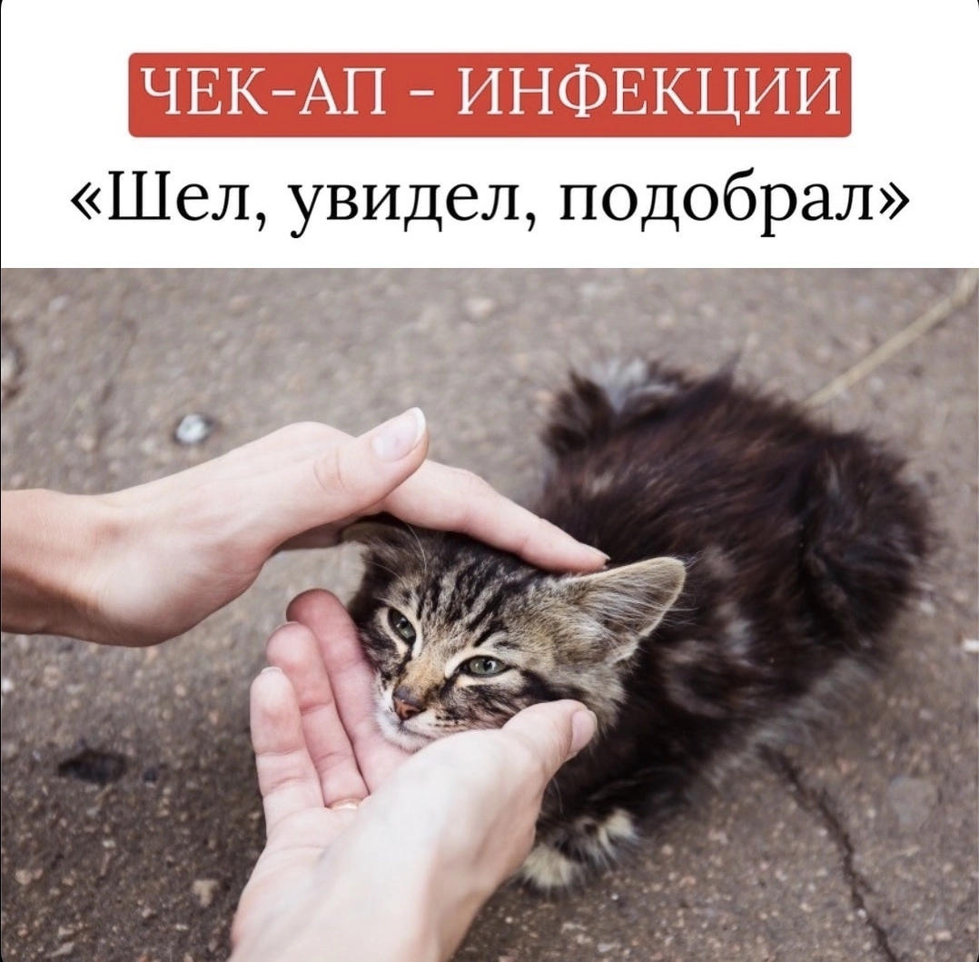 Забрать кошку. Бездомные котята. Котенок на улице. Бродячий котенок. Бездомный котенок на руках.