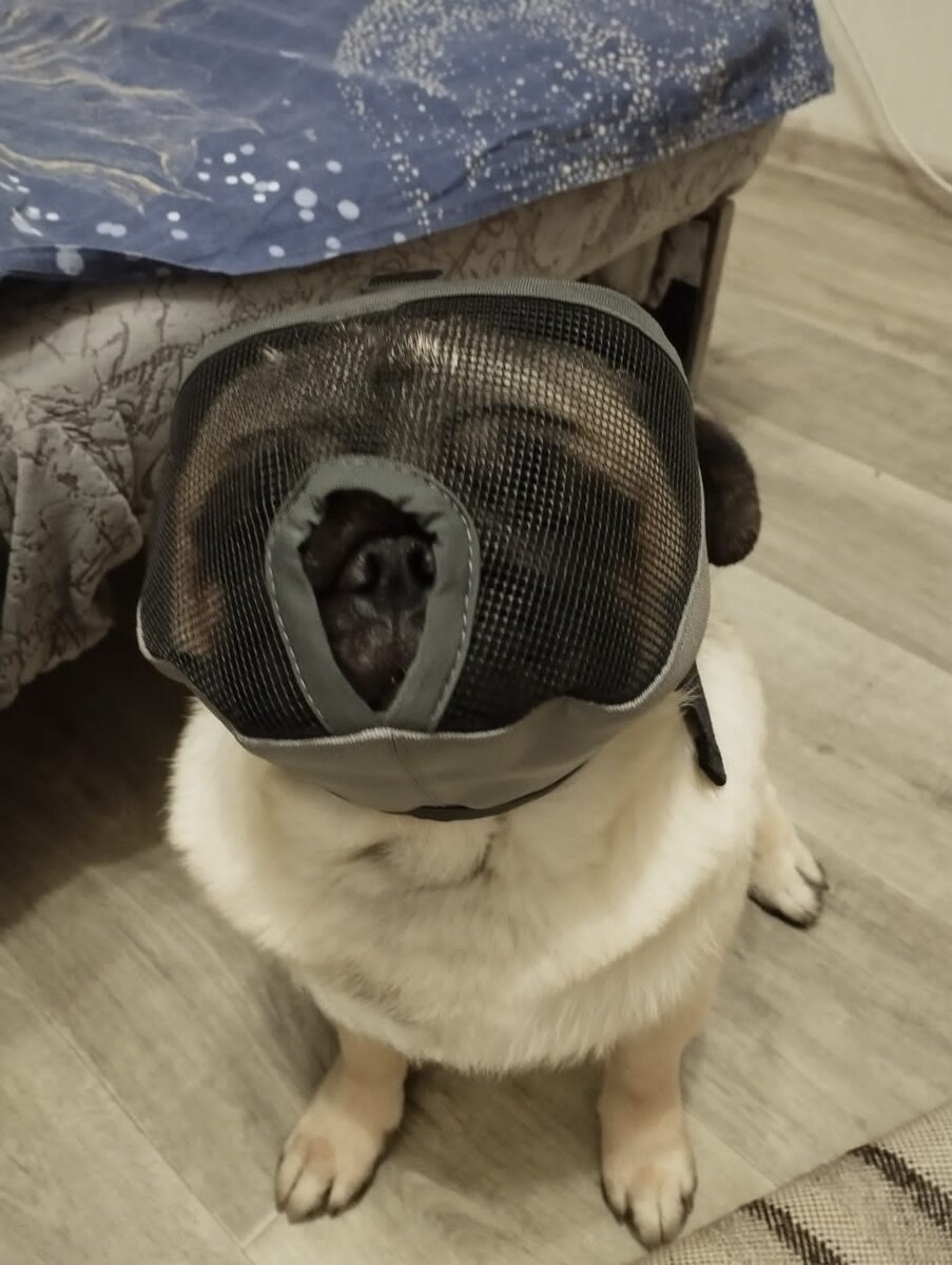 купили неслуху специальный намордник