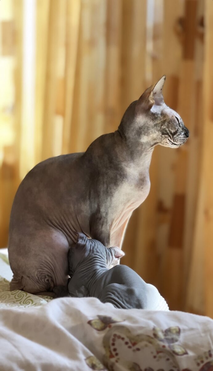 Кошка спустя 9 лет