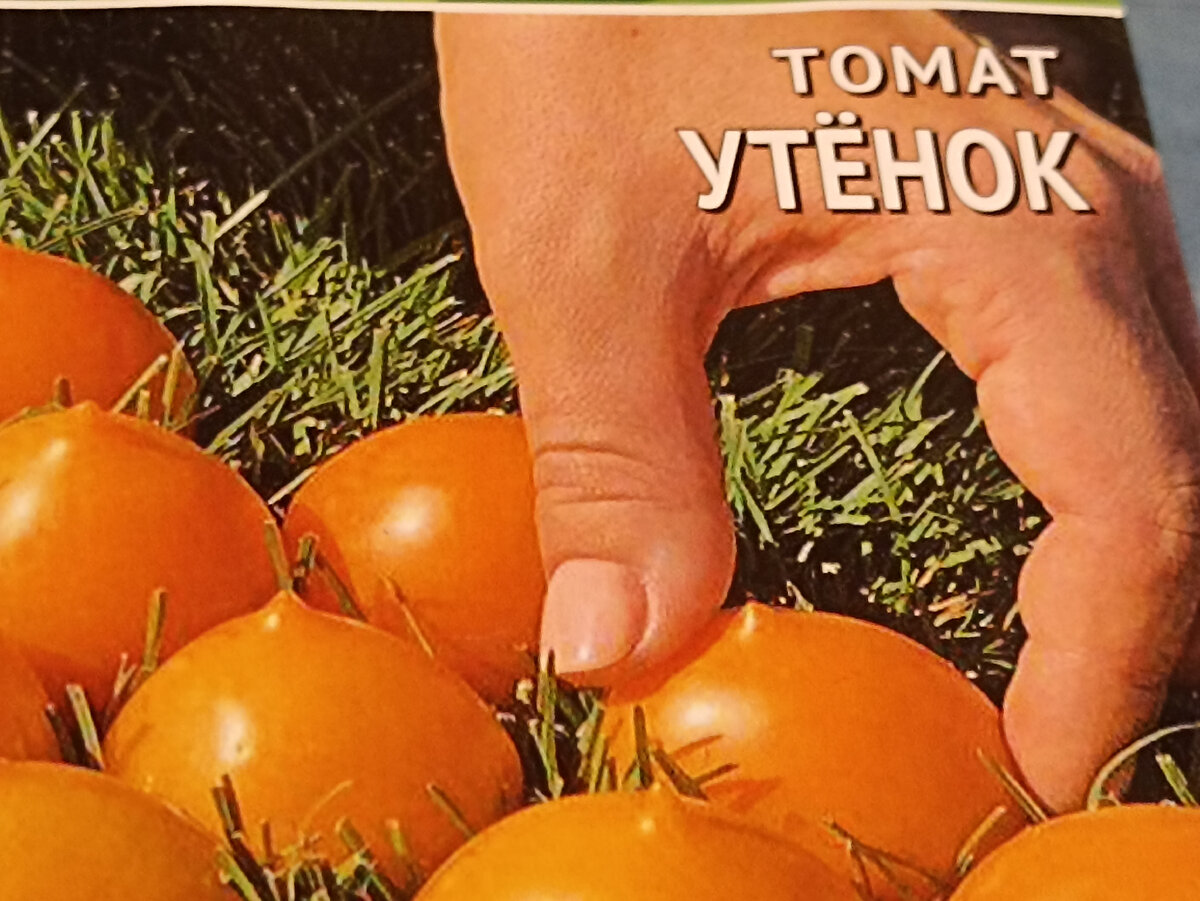 Томат Утёнок. Фото автора