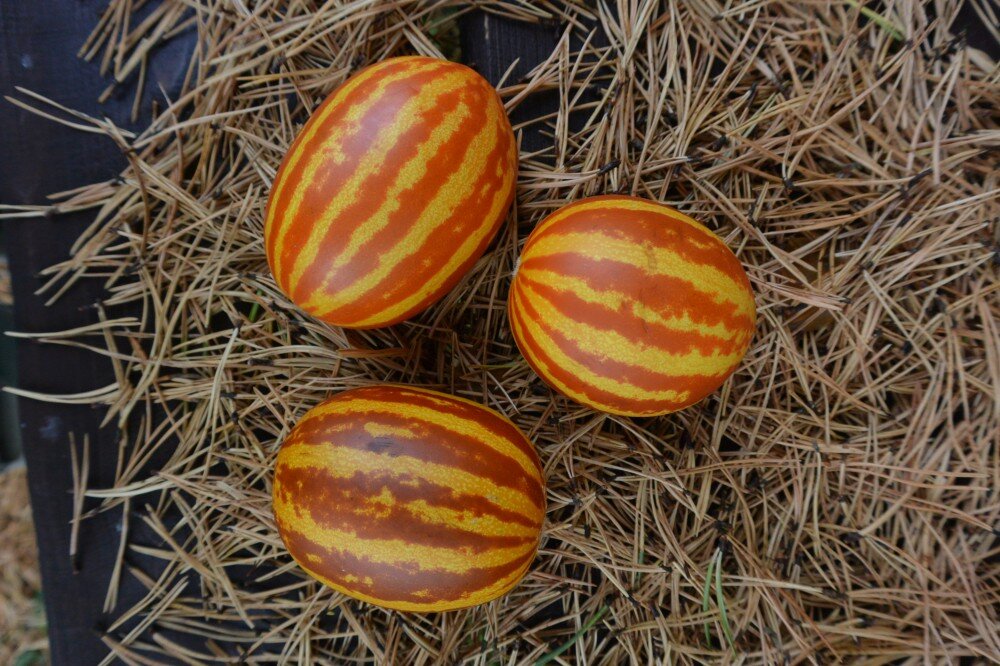 Огурдыня – это гибрид дыни и огурца